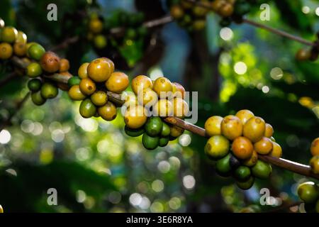 Nahaufnahme von Kaffeebohnen in einer Zweigplantage-Bio-Farm. Am Fuße des Berges. Stockfoto