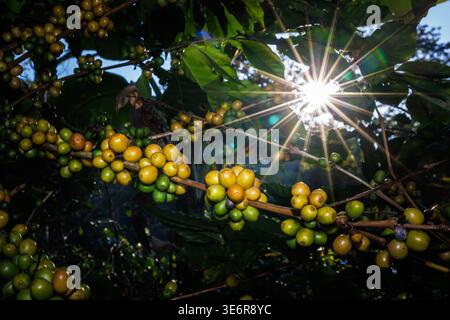 Nahaufnahme von Kaffeebohnen in einer Zweigplantage-Bio-Farm. Am Fuße des Berges und über sonnenbeleuchteten Hintergründen. Stockfoto