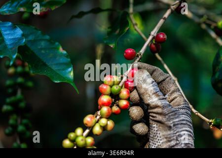 Bauernfrauen ernten auf einer Kaffeebaumplantage Kaffeebohnen aus Arabica-Kaffee. Stockfoto