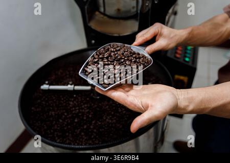 Die Nahaufnahme zeigt, wie die Hände einer Person geröstete Kaffeebohnen aus einer industriellen Kaffeeröstermaschine schöpfen. Die Kaffeebohnen sind dunkelbraun und die per Stockfoto