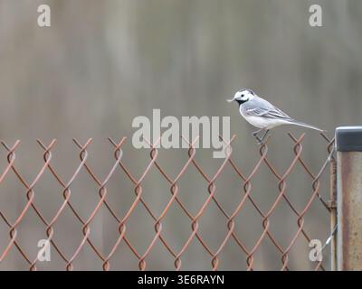 Weißbachtel (Motacilla alba) auf einem Maschendrahtzaun im ländlichen Raum, Bebnów, Woiwodschaft Świętokrzyskie, Polen. Stockfoto