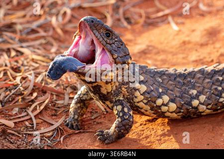 Australian Shingle-Back Lizard mit offenem Mund in Thrreat-Ausstellung Stockfoto