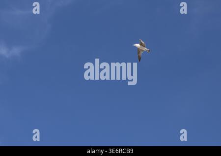 Möwe im Flug in Castiglioncello in der Provinz Livorno Stockfoto