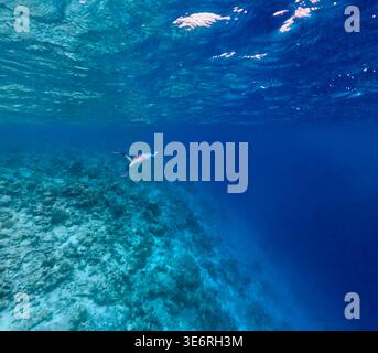 Eine Frau, die unter Wasser in einem tropischen Ozean schnorchelt und Korallenriffe im klaren blauen Wasser erkundet. Stockfoto