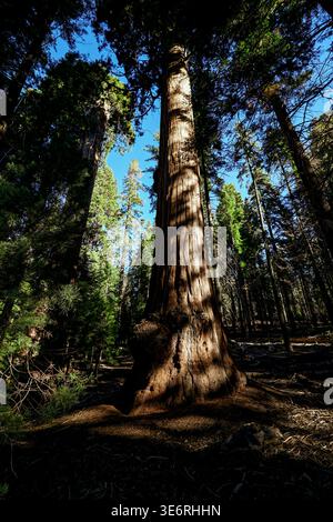 Hoher Baumstamm, der sich in dichtem Wald erhebt, mit umliegenden immergrünen Bäumen unter klarem blauem Himmel in einer natürlichen Waldlandschaft. Stockfoto