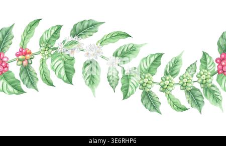 Nahtloser Rand mit einem Kaffeezweig mit Beeren und Blumen. Die Stadien der Blüte und Reifung von Kaffeebohnen auf A Stockfoto