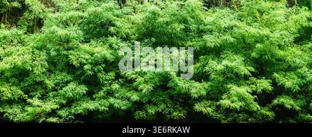 Eine weite Panoramaaufnahme mit dichtem, lebendigem Grün in einem dichten Wald. Die komplizierten Muster kleiner Blätter erzeugen eine reichhaltige, natürliche Textur Stockfoto