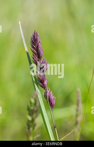 Nahaufnahme von Dactylis glomerata mit Spikeletthaufen in einem lebhaften grünen Feld. Die Pflanze gedeiht unter sonnigen Bedingungen und hebt ihre üppige und üppige Vegetation hervor Stockfoto