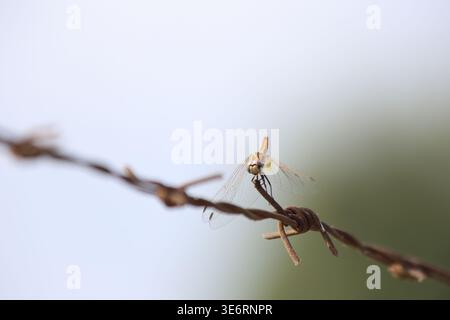 Rote Libelle auf dem Strohdraht Stockfoto