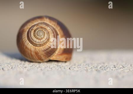 Nahaufnahme der spiralförmigen Schalenstruktur einer Schnecke Stockfoto
