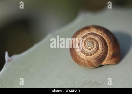 Nahaufnahme der spiralförmigen Schalenstruktur einer Schnecke Stockfoto