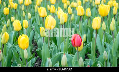 Rote Tulpe steht unter vielen gelben Tulpen Stockfoto