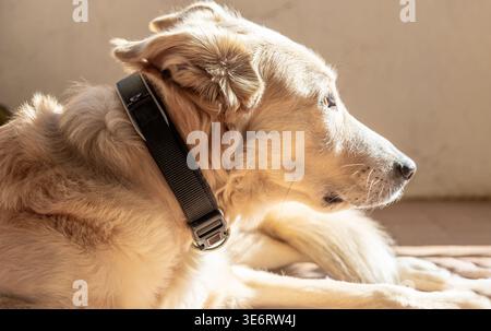 Detaillierte Aufnahme eines Hundeprofils im Freien unter hellen Sonnenstrahlen, der intensiv und ruhig auf etwas Unsichtbares blickt Stockfoto