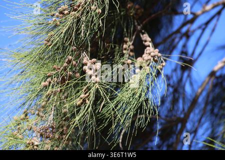 Zweig der australischen Kiefer (Casuarina equisetifolia) mit Samenzapfen Stockfoto