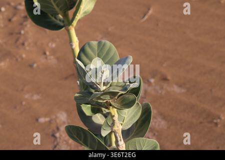 Apfel von Sodom, Riesenmilchweed, Pommier de Sodome, Algodon de seda, Calotropis procera, Apocynaceae Stockfoto