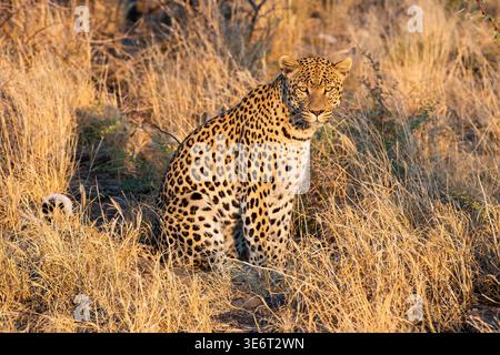 Leopard (Panthera pardus), Region Khomas, Namibia Stockfoto