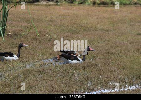 Magpie-Gänse mit Jungvögeln, die in flachen Feuchtgebieten auf der Suche sind, australische Wildtiere in natürlicher Umgebung. Stockfoto