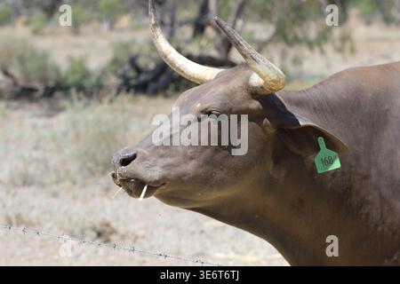 Bos-Taurus-Rinder in einer halbtrockenen ländlichen Landschaft in der Nähe von Walgett, New South Wales, Australien. Stockfoto