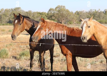 Pferde stehen in der Nähe eines Zauns in einer halbtrockenen ländlichen Landschaft von New South Wales, Australien. Stockfoto