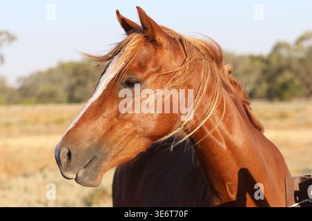 Pferde stehen in der Nähe eines Zauns in einer halbtrockenen ländlichen Landschaft von New South Wales, Australien. Stockfoto
