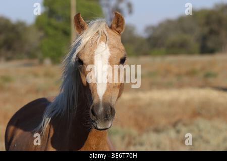 Pferde stehen in der Nähe eines Zauns in einer halbtrockenen ländlichen Landschaft von New South Wales, Australien. Stockfoto