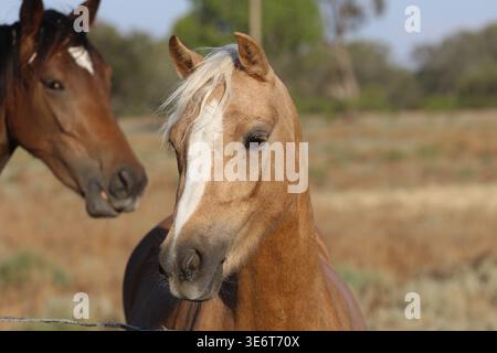 Pferde stehen in der Nähe eines Zauns in einer halbtrockenen ländlichen Landschaft von New South Wales, Australien. Stockfoto
