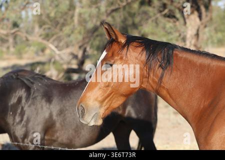 Pferde stehen in der Nähe eines Zauns in einer halbtrockenen ländlichen Landschaft von New South Wales, Australien. Stockfoto