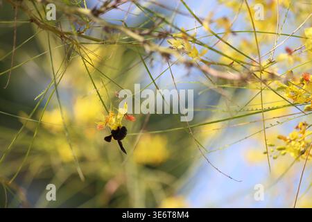 Hummel auf Blumen von jerusalem Dorn Stockfoto