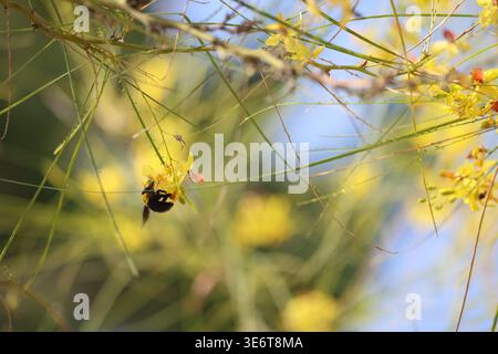Hummel auf Blumen von jerusalem Dorn Stockfoto
