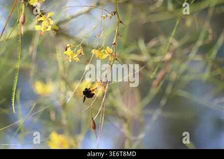 Hummel auf Blumen von jerusalem Dorn Stockfoto