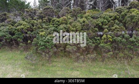 Drohnenaufnahme von NZ einheimischer Vegetation Stockfoto