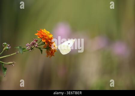 Kohl weißer Schmetterling auf Blume Stockfoto