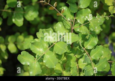 Johannisbrotblätter (Ceratonia siliqua L) Stockfoto