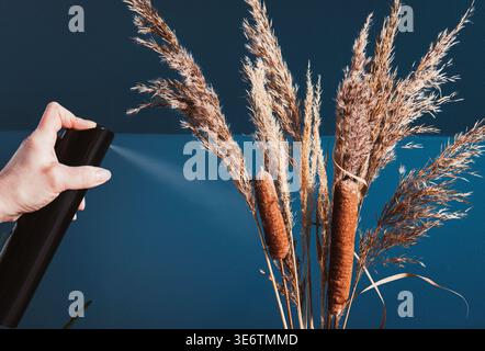 Person Hand mit Haarspray zur Konservierung getrockneter natürlicher Graspflanzen in der Hausvase. Stockfoto