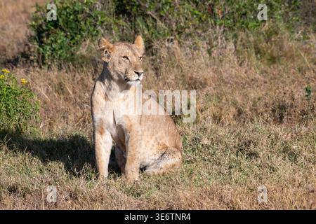 Junger männlicher Löwe (Panthera leo) im frühen Morgensonnenlicht Stockfoto