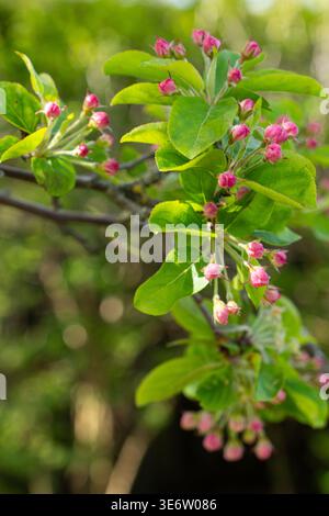 Nahaufnahme rosafarbener Blütenknospen auf einem Baumzweig im Frühjahr, umgeben von frischen grünen Blättern und weichem natürlichem Licht. Stockfoto