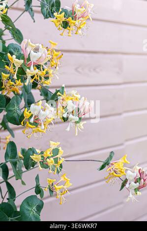 Geißblatt-Blumen blühen an einer hellrosa Holzwand. Duftender Kletterweinstrauch im Garten. Naturtapete für Frühling und Botanik Stockfoto