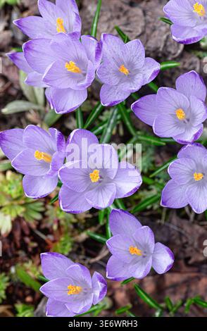 Gruppe blühender violetter Krokusblüten auf dem Boden im frühen Frühjahr. Wunderschöne Krokusse blühen im Garten als Symbol für das Erwachen der Natur. Seaso Stockfoto