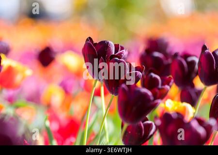 London. UK. April 2026. Tulpen blühen in den Victoria Embankment Gardens im Zentrum von London bei warmem, sonnigem Wetter, wie das Met Office mit einem Höchststand von 25 °C prognostiziert, was ihn zum bisher heißesten Tag des Jahres macht. Quelle: Dinendra Haria/Alamy Live News Stockfoto