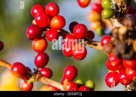 Reife rote Kaffeekirschen auf dem Zweig, bereit für die Ernte in Kona, Hawaii. Stockfoto