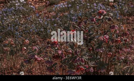 Moody, filmische Nahaufnahme von dunkelburgunderroten Hellebores (Fastenrosen) und blauen Frühlingswildblumen in einem strukturierten Garten. Stockfoto