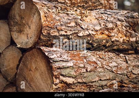 Gestapelte Kiefernstämme mit rauer Rinde und abgeschnittenen Enden liegen im Stapel. Nachhaltigkeit der Forstindustrie, Holzabfallwirtschaft, Kreislaufwirtschaft der Bioökonomie. Stockfoto