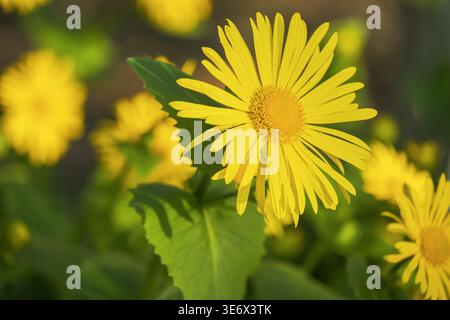 Nahaufnahme einer leuchtenden gelben Blume in einem Garten mit grünen Blättern und verschwommenen Hintergrundblumen Stockfoto