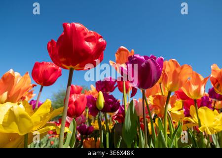 Eine Vielzahl atemberaubender Tulpen in leuchtenden Farben, fotografiert im Wisley Garden, Surrey, Großbritannien, im Frühjahr. Stockfoto