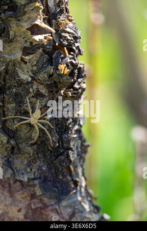 Nahaufnahme einer kleinen Spinne, die in strukturierte Baumrinde mit weichem grünem Hintergrund verschmilzt. Natürliches Tarnkonzept, Tierwelt und Makrowelt Stockfoto