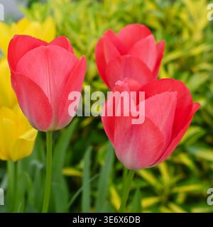 Leuchtend rote Frühlingsblumen der Tulpe, Tulipa Darwin Hybrid „Orange Van Eijk“ wächst im britischen Garten April Stockfoto