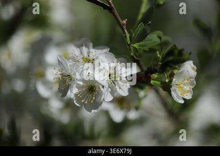 Sauerkirschblüte aus nächster Nähe Stockfoto