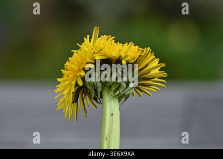 Löwenzahnblüte, die Fasziation oder Wappen zeigt, was zu drei Köpfen an einem Blütenstamm führt. Großbritannien April Stockfoto
