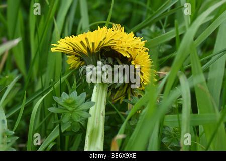 Löwenzahnblüte, die Fasziation oder Wappen zeigt, was zu drei Köpfen an einem Blütenstamm führt. Großbritannien April Stockfoto