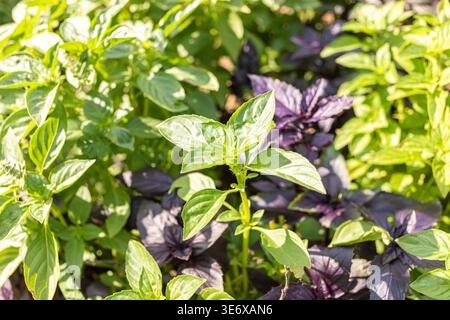 Üppig grüne Basilikumpflanzen mischen sich mit leuchtendem violettem Basilikum in einem Gartenbeet und präsentieren ihre einzigartigen Farben und Blattformen unter natürlichem Sonnenlicht Stockfoto